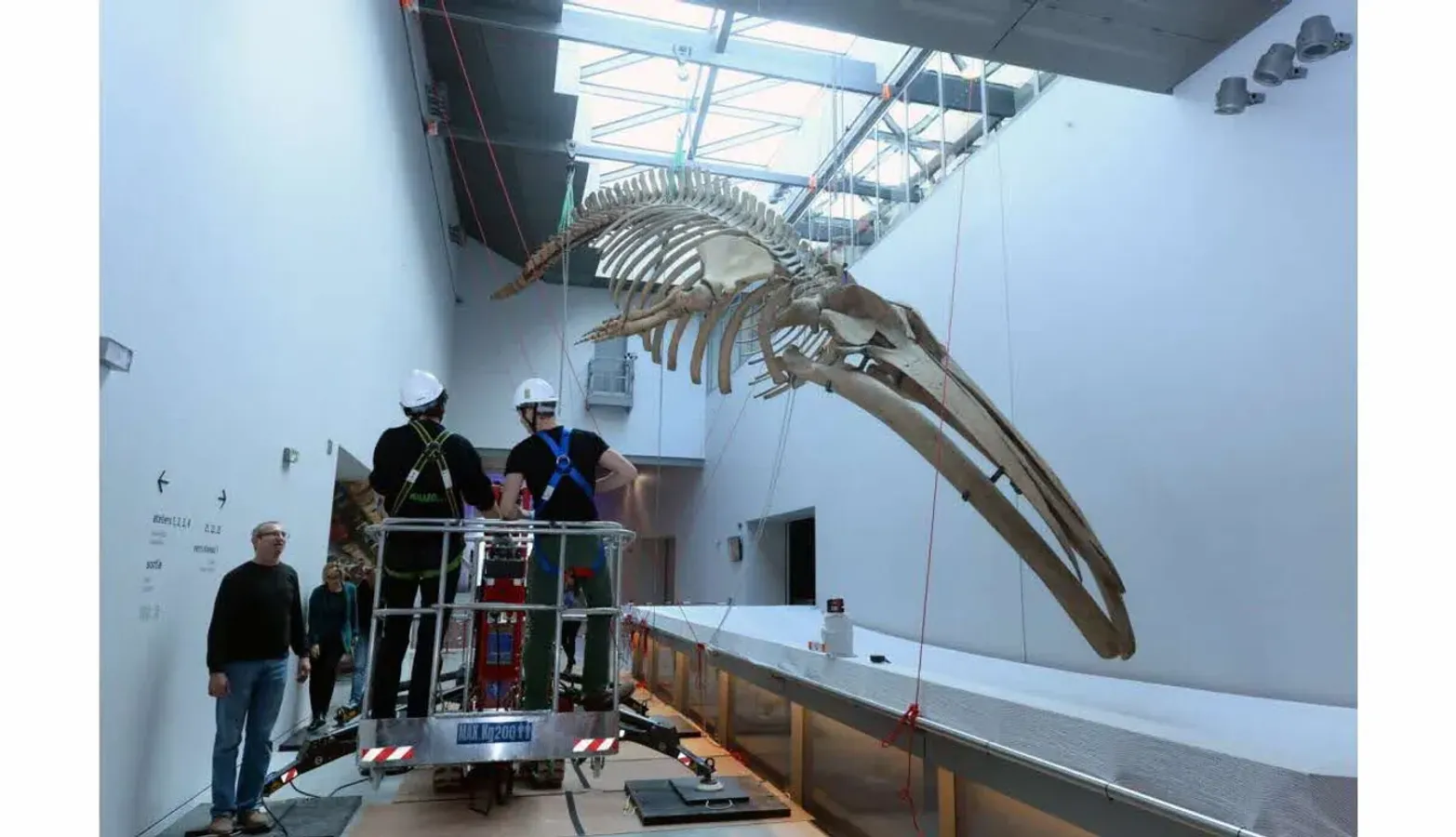 Vaste hall baigné de lumière naturelle au Musée des Confluences, avec des passerelles dynamiques, un squelette de baleine suspendu et des visiteurs découvrant les expositions interactives.
